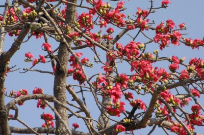 Cây dược liệu cây Gạo - Bombax ceiba L. (B. malabaricum DC.)