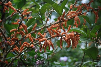 Cây dược liệu cây Gạo sấm - Scleropyrum wallichianum (Wight. et. Arn.) Arn