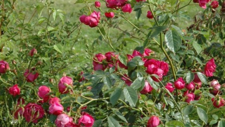 Cây dược liệu cây Hoa hồng - Rosa chinensis Jacq
