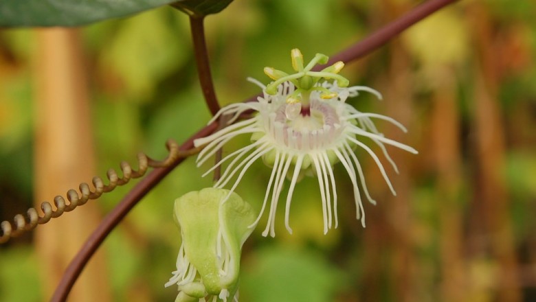 Cây dược liệu cây Lạc tiên Willson, Nhãn lồng Wilson- Passiflora wilsonii Hemsl