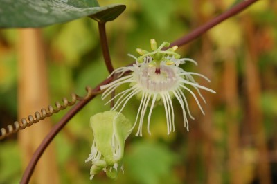 Cây dược liệu cây Lạc tiên Willson, Nhãn lồng Wilson- Passiflora wilsonii Hemsl