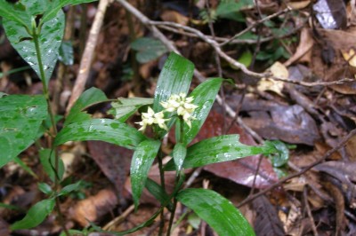Cây dược liệu cây Lan đất bông ngắn - Tropidia curculigoides Lindl