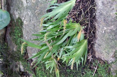 Cây dược liệu cây Lan quạt dẹt, Móng rùa lá bắc dài - Oberonia longibracteata Lindl