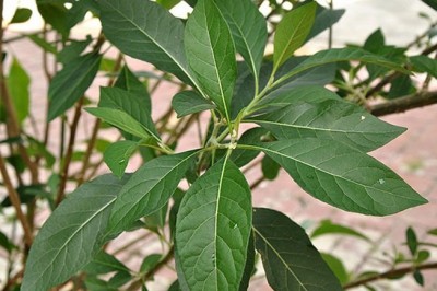 Theo nghiên cứu đã công bố lá cây Mật gấu có công dụng ngăn ngừa Ung thư vú