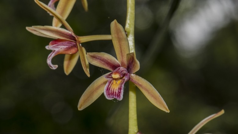 Cây dược liệu cây Lan lô hội, Đoản kiếm lô hội - Cymbidium aloifolium (L.) Sw