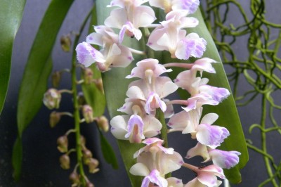 Cây dược liệu cây Lan giáng hương, Giáng xuân - Aerides falcata Lindl