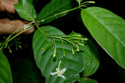 Cây dược liệu cây Lài trâu ít hoa - Tabernaemontana pauciflora Blume (T.dinhensis Pit)