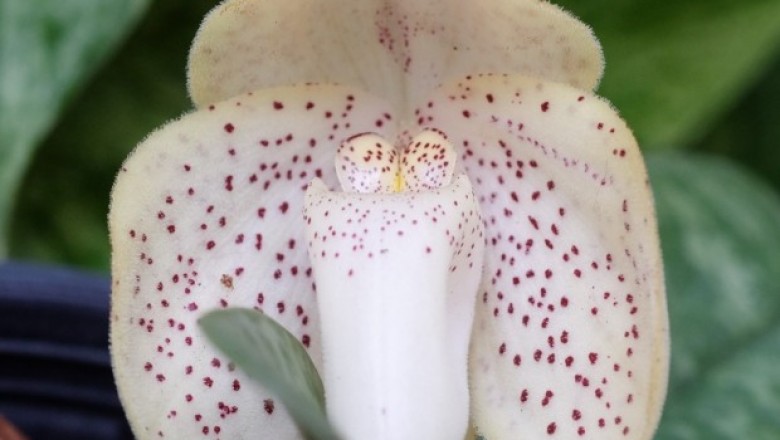 Cây dược liệu cây Lan hài đốm, Mỏ giày - Paphiopedilum concolor (Lindl.) Pfitz