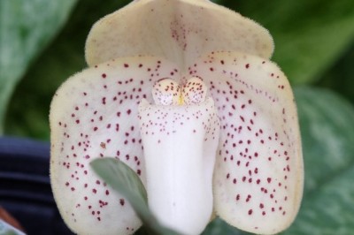 Cây dược liệu cây Lan hài đốm, Mỏ giày - Paphiopedilum concolor (Lindl.) Pfitz
