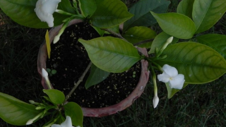 Cây dược liệu cây Lài trâu lá nhỏ, Sừng trâu - Tabernaemontana bufalina Lour