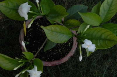 Cây dược liệu cây Lài trâu lá nhỏ, Sừng trâu - Tabernaemontana bufalina Lour