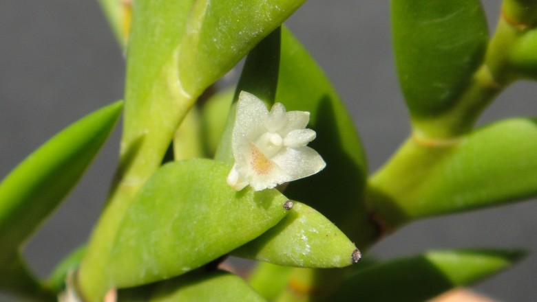 Cây dược liệu cây Lan chân rết lá nhọn - Dendrobium acinaciforme Roxb