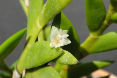 Cây dược liệu cây Lan chân rết lá nhọn - Dendrobium acinaciforme Roxb