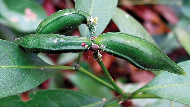 Cây dược liệu cây Lài trâu núi Lu - Tabernaemontana luensis Pierre ex Pit. (T. sralensis Pierre ex Pit)