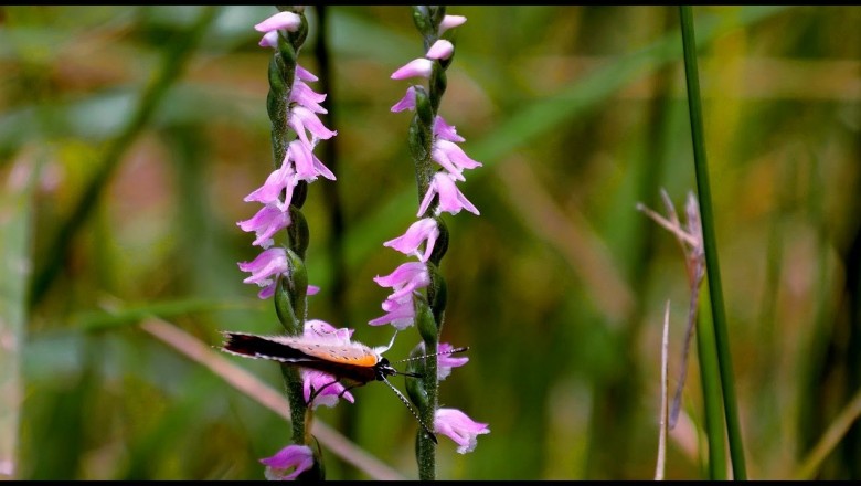 Cây dược liệu cây Lan cuốn chiếu, Bàn long sâm - Spiranthes sinensis (Pers.) Ames