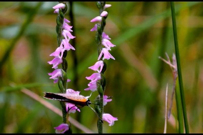 Cây dược liệu cây Lan cuốn chiếu, Bàn long sâm - Spiranthes sinensis (Pers.) Ames
