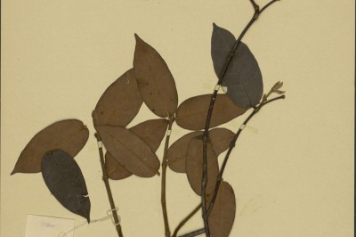 Cây dược liệu cây Lạc thạch lông gỉ- Trachelospermum dunni (Lévl.) Levl