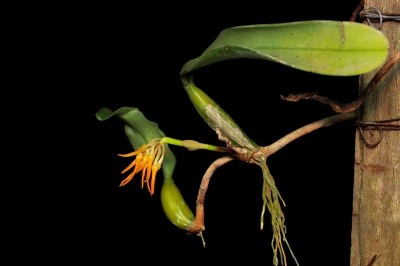 Cây dược liệu cây Lan củ dây, Lan lọng, Cau diệp xinh - Bulbophyllum concinnum Hook, f