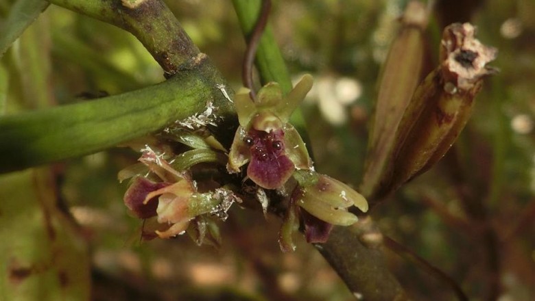 Cây dược liệu cây Lan san hô, Kim thoa - Luisia morsei Rolfe