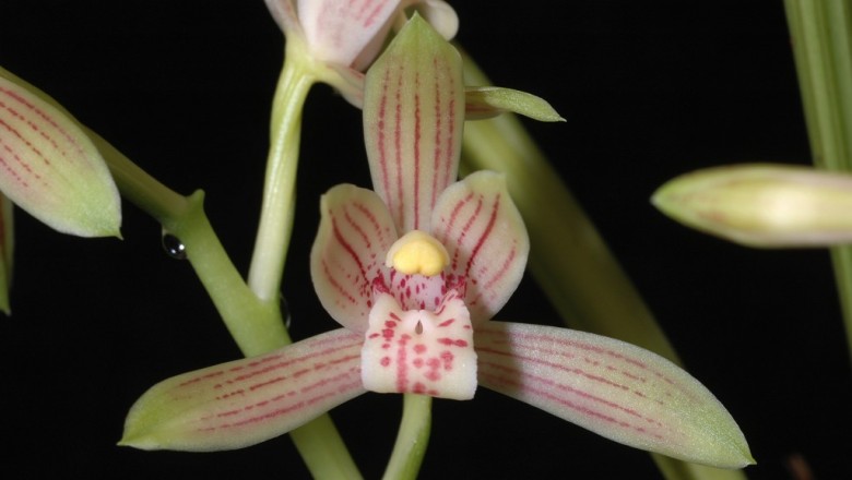 Cây dược liệu cây Lan kiếm, Lan thanh ngọc, Ðoản kiếm nâu, Lan hoa, Hoa lan tàu, Đai giáp - Cymbidium ensifolium (L.) Sw