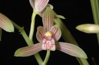 Cây dược liệu cây Lan kiếm, Lan thanh ngọc, Ðoản kiếm nâu, Lan hoa, Hoa lan tàu, Đai giáp - Cymbidium ensifolium (L.) Sw