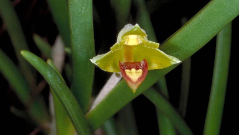 Cây dược liệu cây Lan len rách, Nỉ lan tả tơi - Eria pannea Lindl