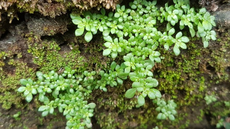 Cây dược liệu cây Lăn tăn - Pilea microphylla Liebm