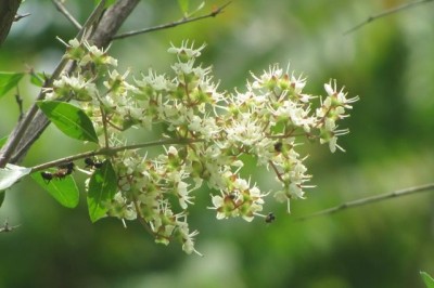 Cây dược liệu cây Lá móng, Thuốc mọi lá lựu, Lựu mọi - Lawsonia inermis L