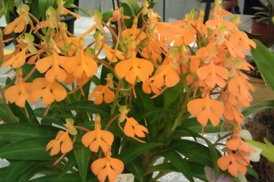 Cây dược liệu cây Lan cò môi đỏ, Thích hứng bù - Habenaria rhodoecheila Hance