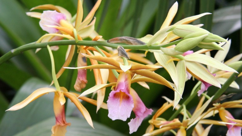 Cây dược liệu cây Lan hạc đính- Phaius tankervillae (Banks ex L'Hér) Blunne