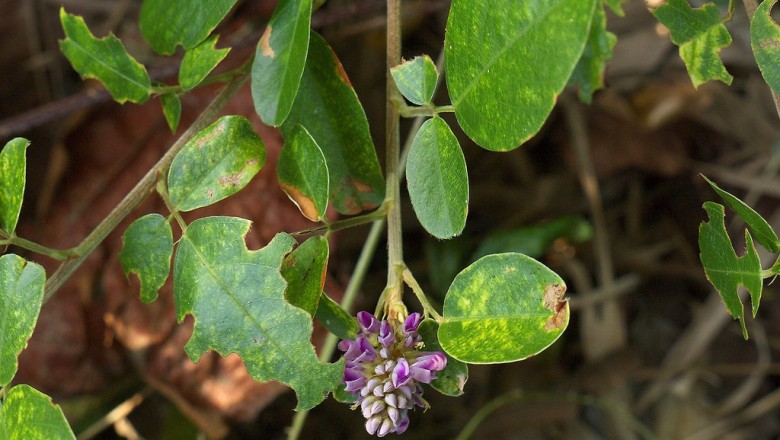 Cây dược liệu cây Lạc địa, Thóc lép lá xoan - Desmodium heterocarpon (L.) D.C ssp. ovalifolium (Prain) Ohashi (D.ovalifolium Wall ex Merr.)