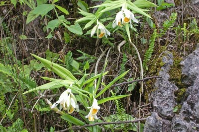 Cây dược liệu cây Lan bạch hạc, Hạc đính trắng - Thunia alba (Lintll.) Rclili f