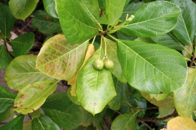 Cây dược liệu cây Lâm bòng - Guettarda speciosa L