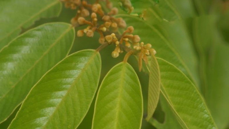 Cây dược liệu cây Lạc nồm mò. Quả vú dê, Cây dời dơi- Fissistigma polyanthoides (DC.) Merr. (Melolorum polyanthoides DC.)