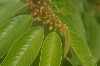 Cây dược liệu cây Lạc nồm mò. Quả vú dê, Cây dời dơi- Fissistigma polyanthoides (DC.) Merr. (Melolorum polyanthoides DC.)