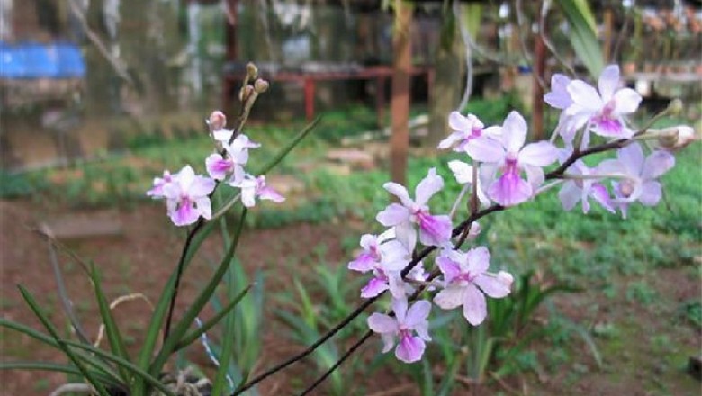 Cây dược liệu cây Lan tóc tiên - Holcoglossum amesianum (Rchb.f.) Christenson (Vanda amesiana Rchb.f)