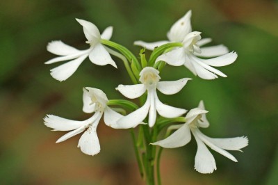 Cây dược liệu cây Lan cò răng - Habenaria dentata (Sw.) Schltr