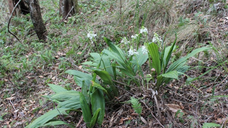 Cây dược liệu cây Lan đất hoa trắng, Bò cạp, Kiều hoa xếp ba - Calanthe triplicata (Willem.) Ames (C.veratrifolia (Willd) Ker Gawl)