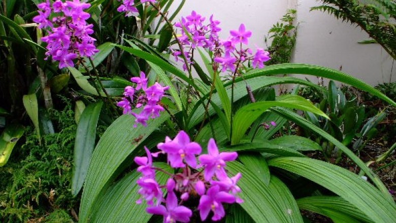Cây dược liệu cây Lan cau tím, Cau diệp, Chu đinh lan - Spathoglottis plicata Blume