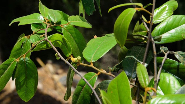 Cây dược liệu cây Lá men, Bù dẻ quăn, Bồ quả quăn - Uvaria calamistrata Hance