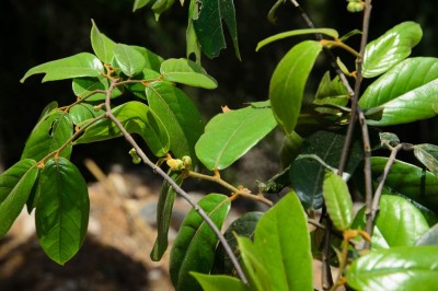 Cây dược liệu cây Lá men, Bù dẻ quăn, Bồ quả quăn - Uvaria calamistrata Hance