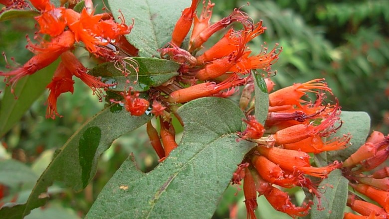 Cây dược liệu cây Lâm phát - Woodfordia fruticosa (L.) Kurz