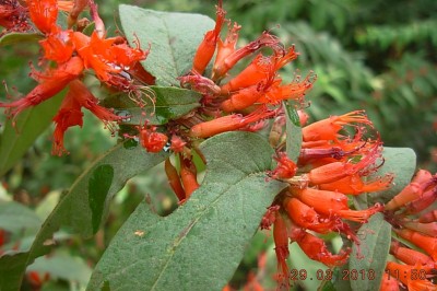 Cây dược liệu cây Lâm phát - Woodfordia fruticosa (L.) Kurz