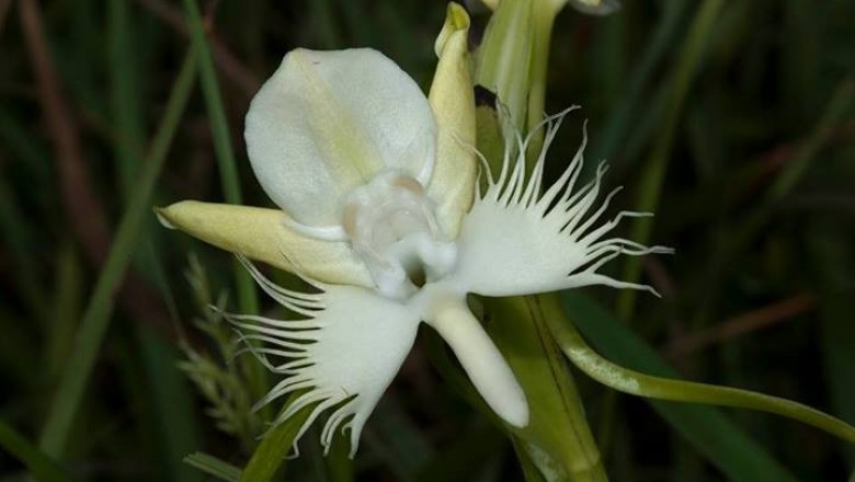 Cây dược liệu cây Lan đầu rồng, Bạch phượng - Pecteilis susannae (L.) Raf (Habenaria susannae (L) R.Br)
