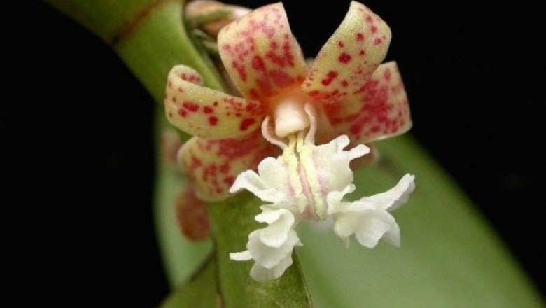 Cây dược liệu cây Lan sóc sách - Flickingeria fimbriata (Blunne) Hawkesm