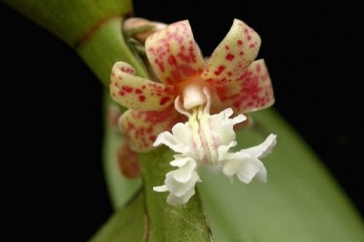 Cây dược liệu cây Lan sóc sách - Flickingeria fimbriata (Blunne) Hawkesm