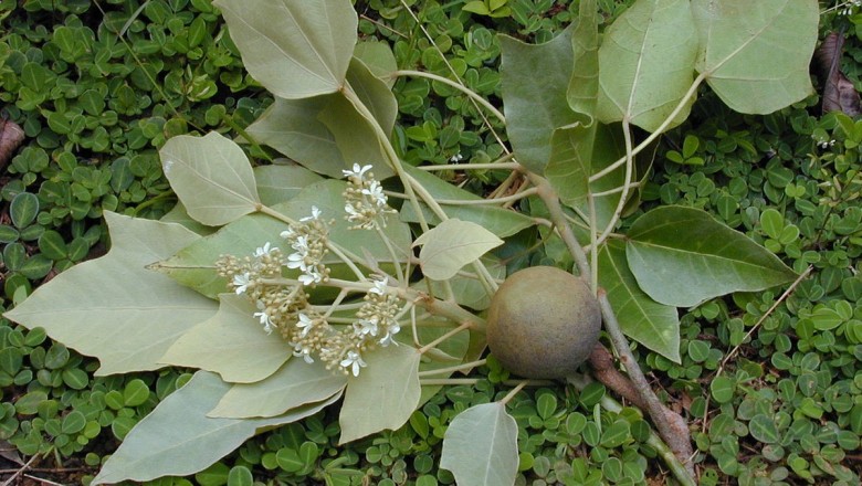 Cây dược liệu cây Lai - Aleurites moluccana (L) Willd