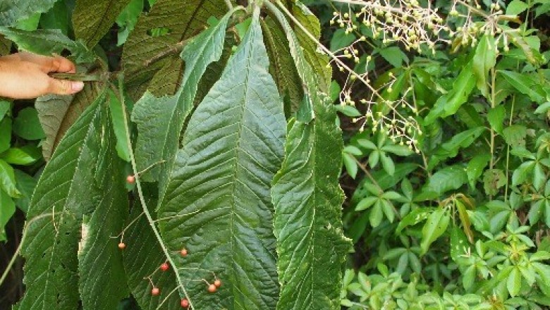 Cây dược liệu cây Lài sơn, Khôi trắng - Ardisia gigantifolia Stapf. (A.kleniophylla A.DC)