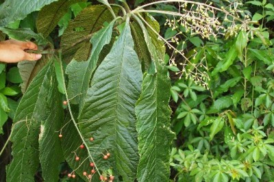 Cây dược liệu cây Lài sơn, Khôi trắng - Ardisia gigantifolia Stapf. (A.kleniophylla A.DC)