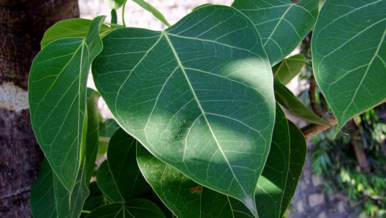 Cây dược liệu cây Lâm vồ, Đa bồ đề - Ficus rumphii Blume